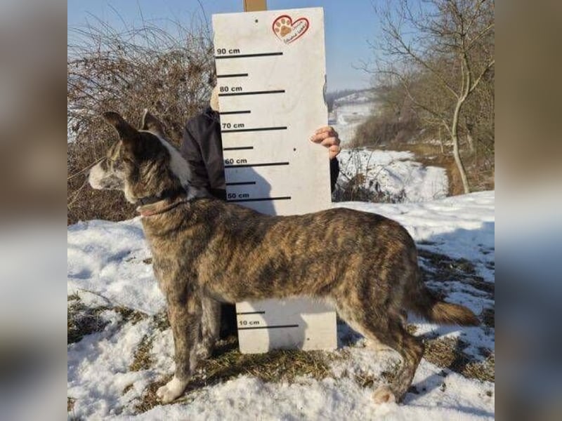 JUDY ist eine Schönheit