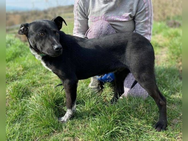 LUCKY 2 sucht sein Glück