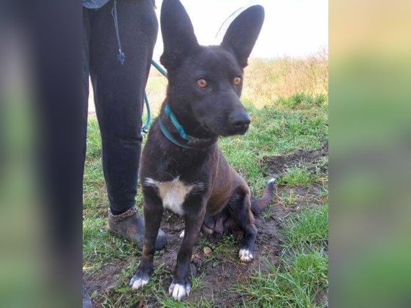 SYRIA wäre eine tolle Begleiterin