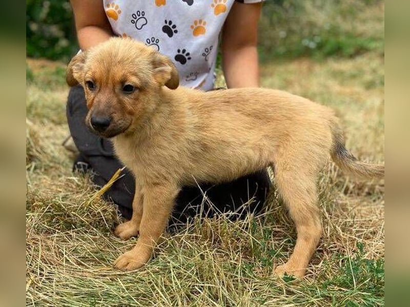 KYRA -das Hundebaby wurde "weggeworfen "