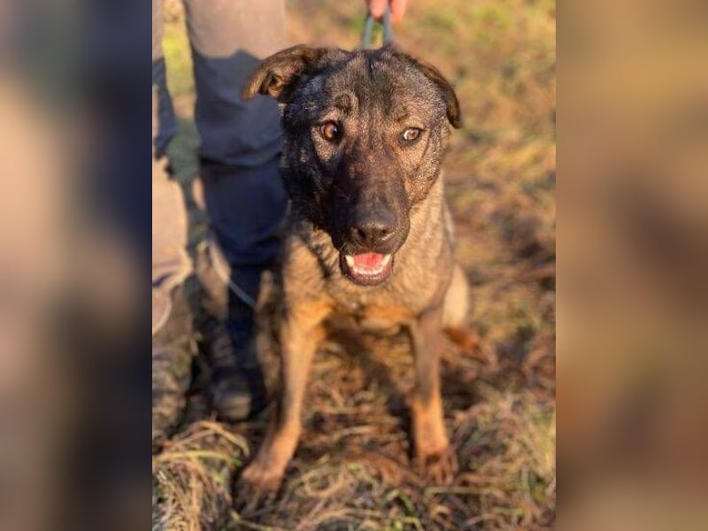 SOFIA irrte verzweifelt umher