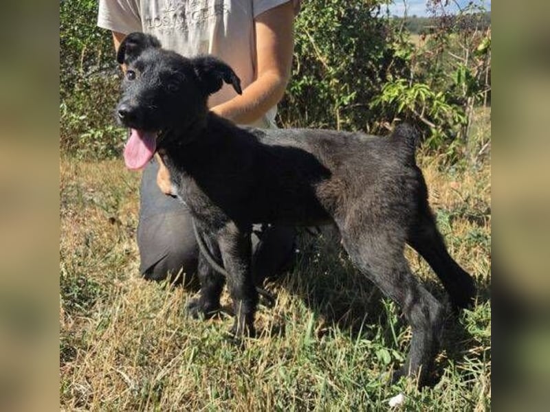 FRANZ das Hundekind wurde im Stich gelassen
