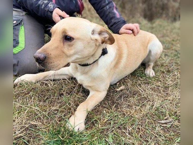 MONTY süßer Hundejunge