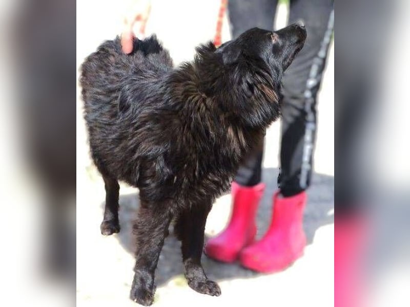 BARNEY muss um sein Leben fürchten