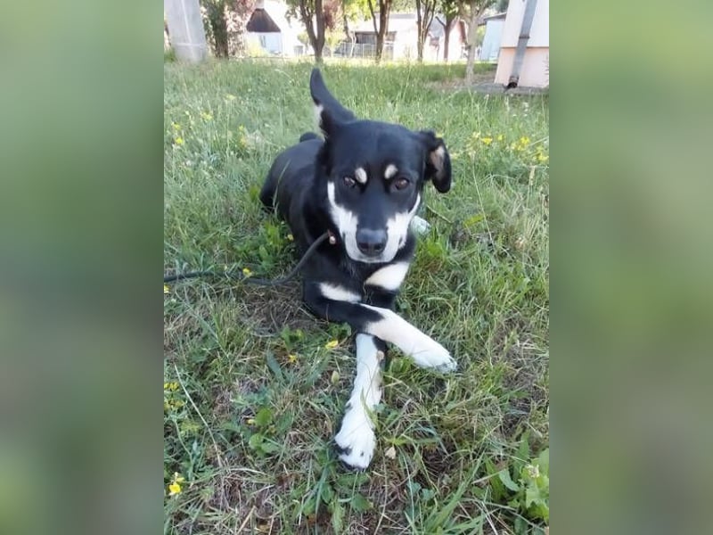 FREYA 3 ist lieb und verträglich