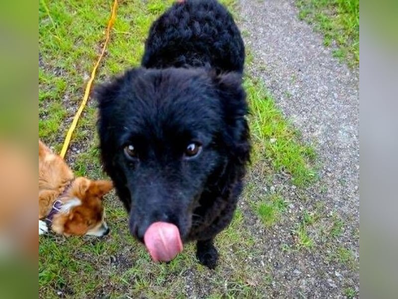 GABBY ist eine Traumhündin