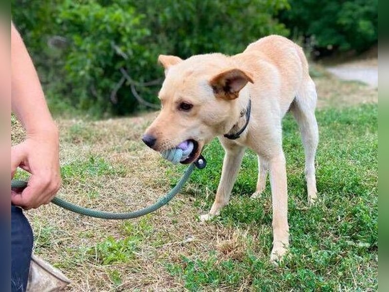 SHELDON ,verspielter , freundlicher Hundejunge