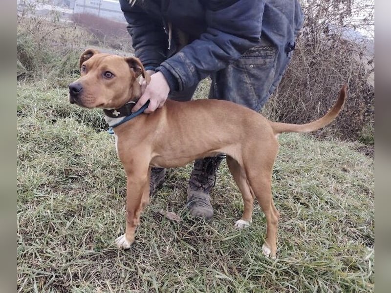 MAYA 2 musste an der Kette hängen