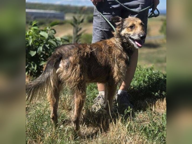 HUSCHI - bettelt um ein bisschen Glück