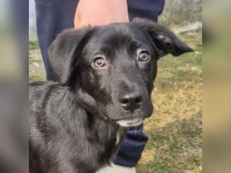 MAX 3 ein zuckersüßes Hundekind