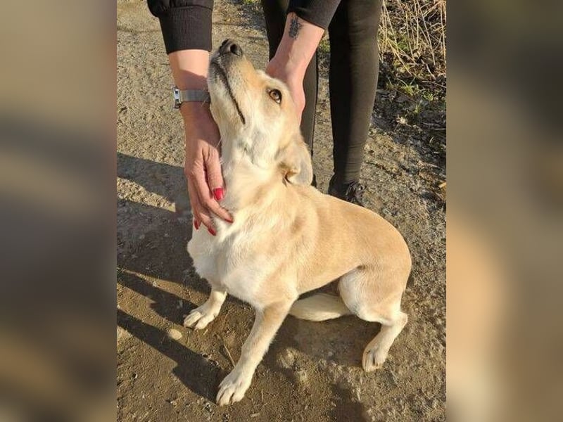 AMBRA  ist eine ganz fürsorgliche Hündin