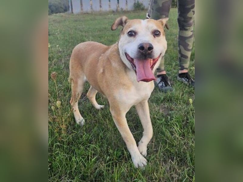 JACK ist eine Seele von Hund