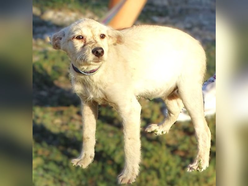 BEA ist ein niedliches Hundekind