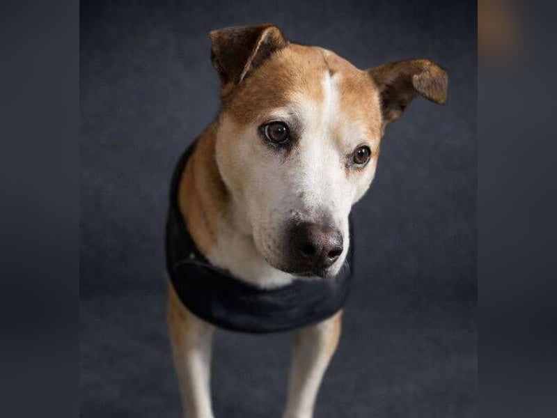 JACK ist eine Seele von Hund