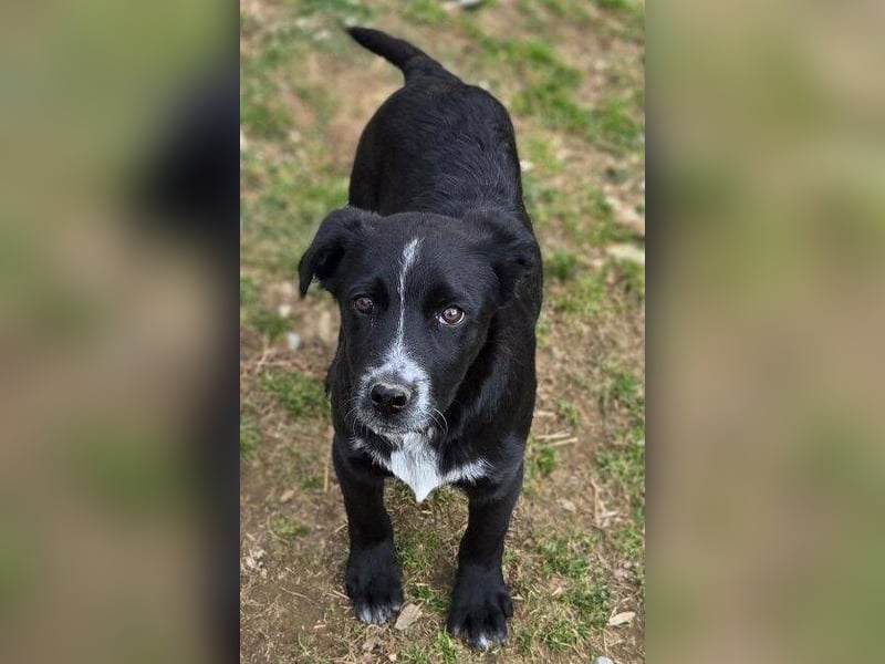 ATOS ist ein bezaubernder Hundebub