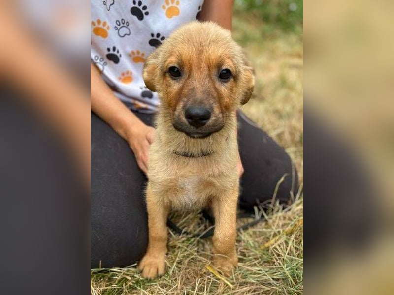 KYRA -das Hundebaby wurde "weggeworfen "