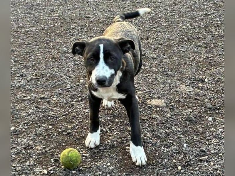 REANA ist ein süßes Hundemädchen