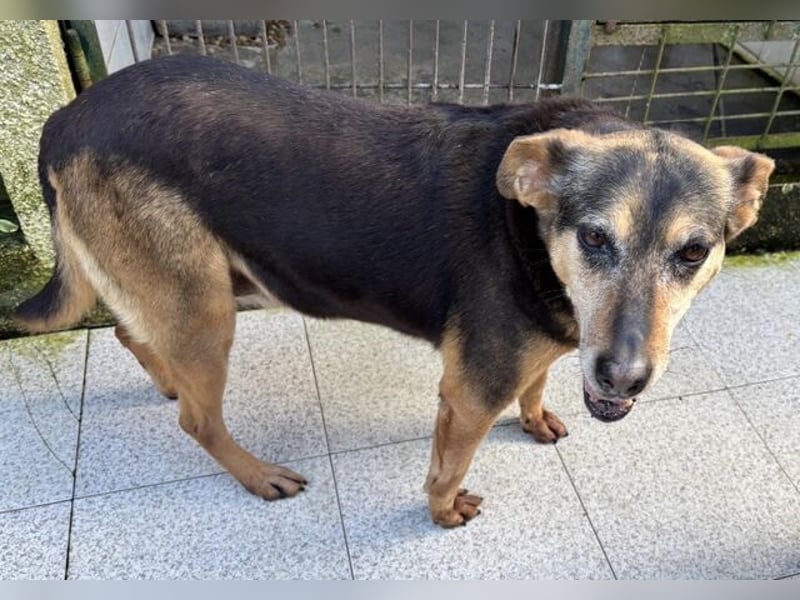 DALIA soll dort nicht sterben