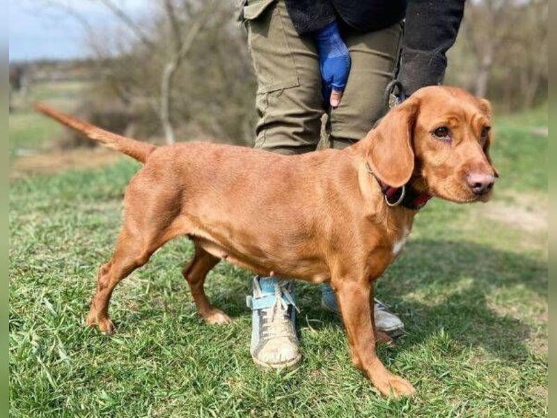 LEA, wunderschöne und zierliche Hündin