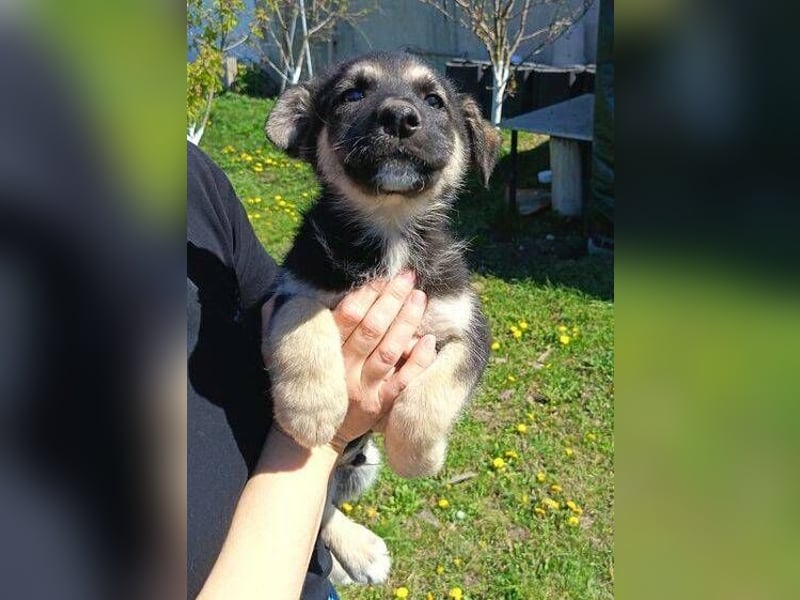 LUCAS kleiner Hundejunge auf der Suche nach dem großen Glück