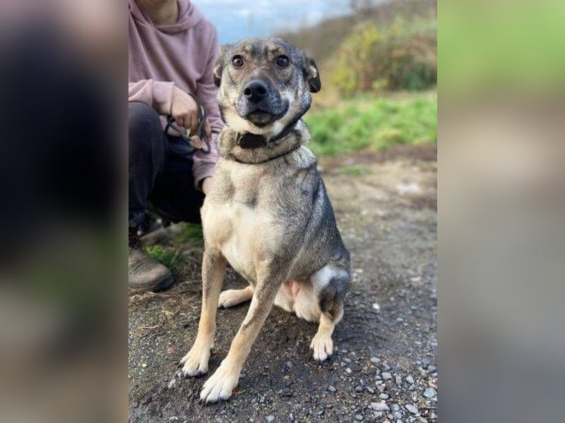 BRENDA ist eine zarte, liebevolle Hündin