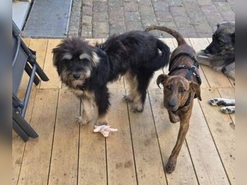 ZIPPO ist ein ganz toller Junghund