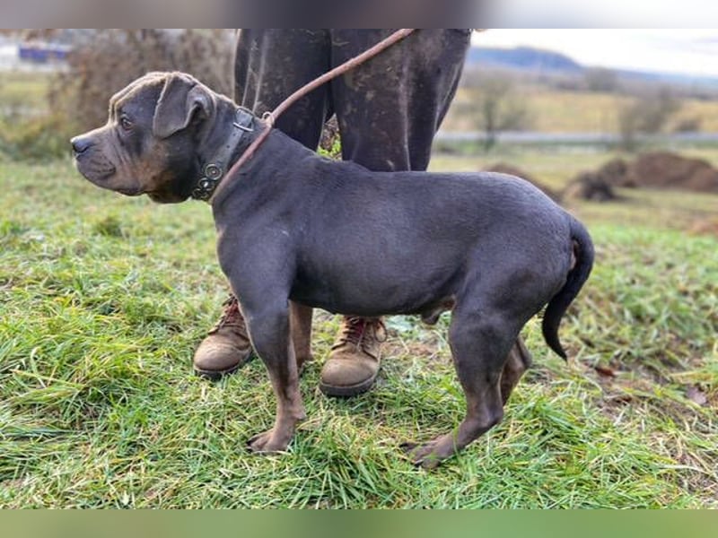 JORGI ist ein liebenswerter,  verträglicher Kerl