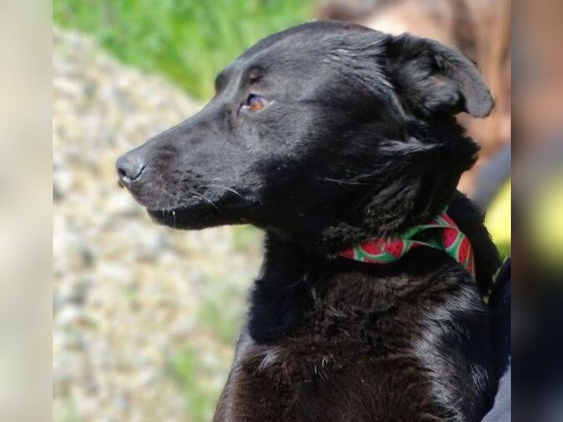 KLARA -wer ist ihr Retter in der Not?