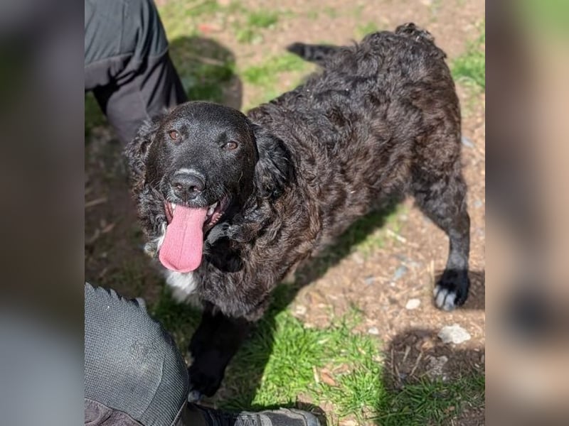 MISHA ist ein drolliger, verspielter Hundejunge
