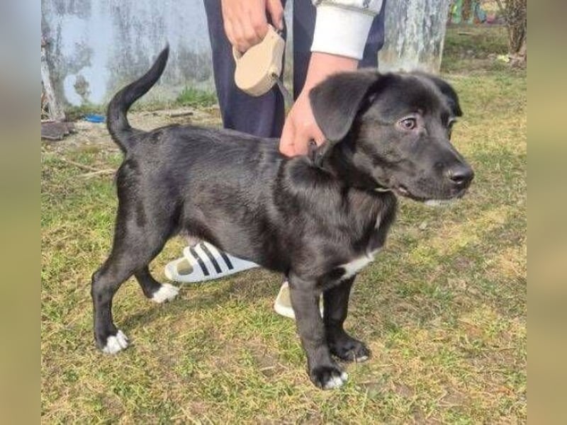 MAX 3 ein zuckersüßes Hundekind