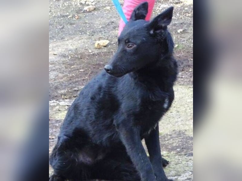 PETRA - süßes Spitzöhrchen