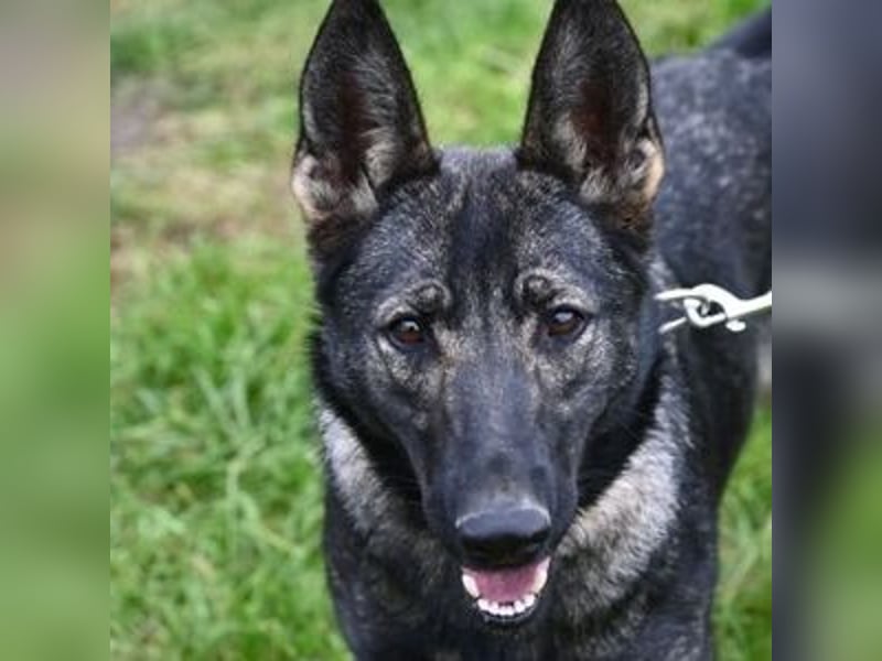 ZOYA sucht ein liebevolles Zuhause