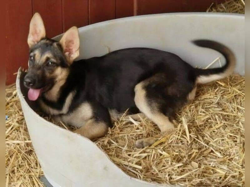 Rina 2 ist ein verspieltes Hundekind