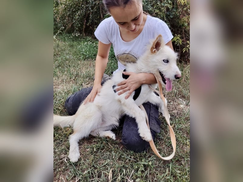 Zauberhafter Husky Terrier ähnlicher Jungrüde, 10Mon., kastriert