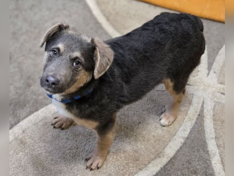 CHRISS ist ein bildhübsche Hundejunge