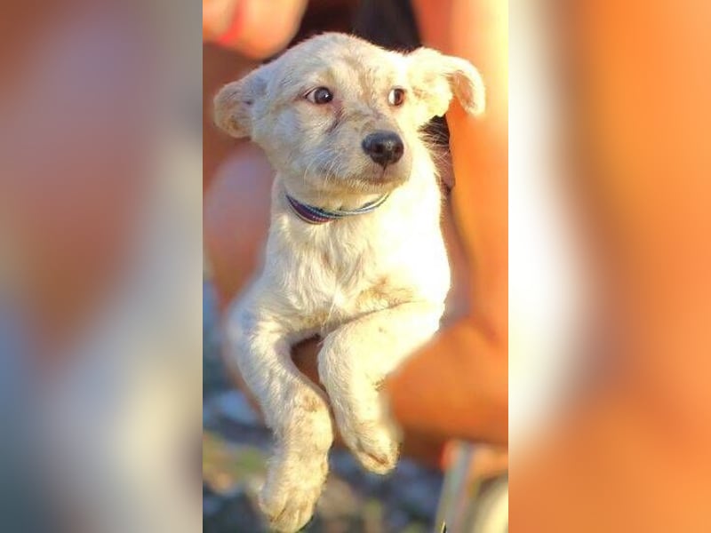 BEA ist ein niedliches Hundekind