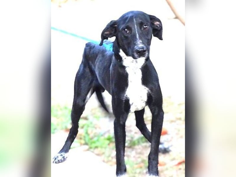 JEFF 2 hat Angst, wer rettet ihn?