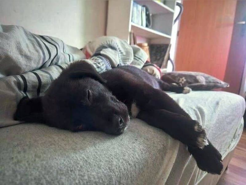 MAX 3 ein zuckersüßes Hundekind