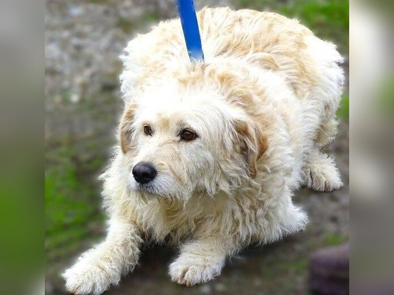 BELLA wurde einfach in die Tötung entsorgt