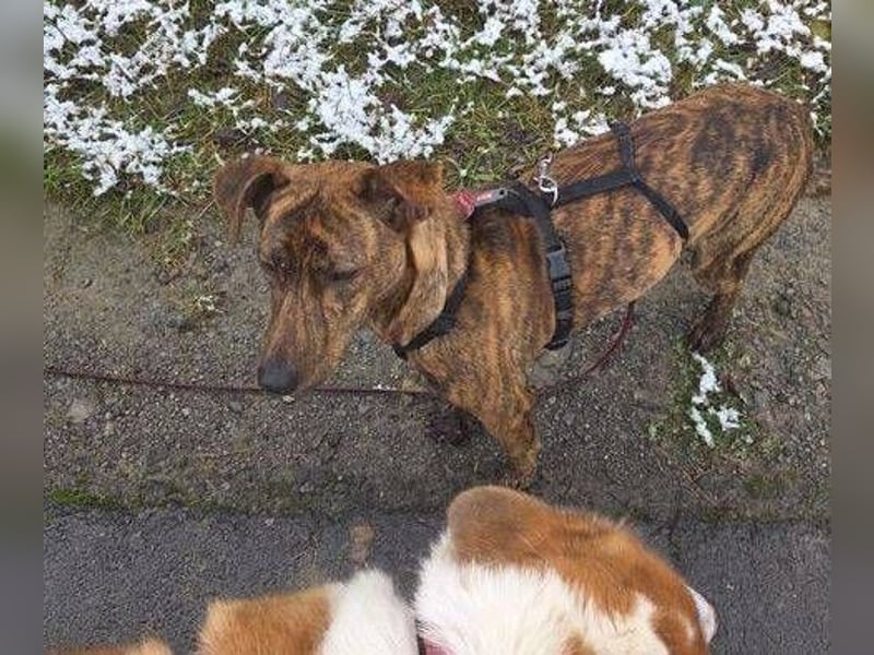 ZIPPO ist ein ganz toller Junghund