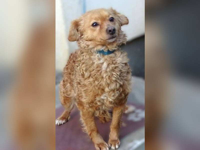 MEDDY , trotz Schönheit in Lebensgefahr