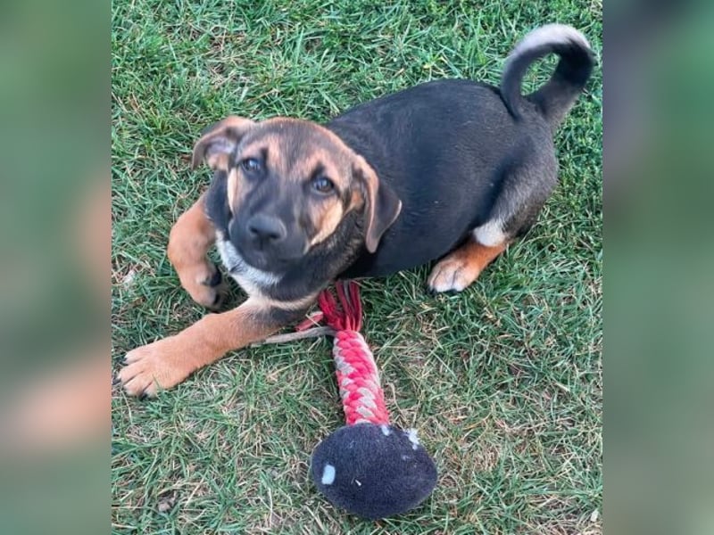 ROKO der kleine Mann möchte sein ❤️ verschenken