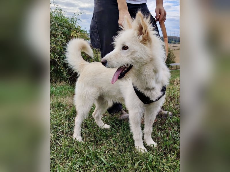 Zauberhafter Husky Terrier ähnlicher Jungrüde, 10Mon., kastriert