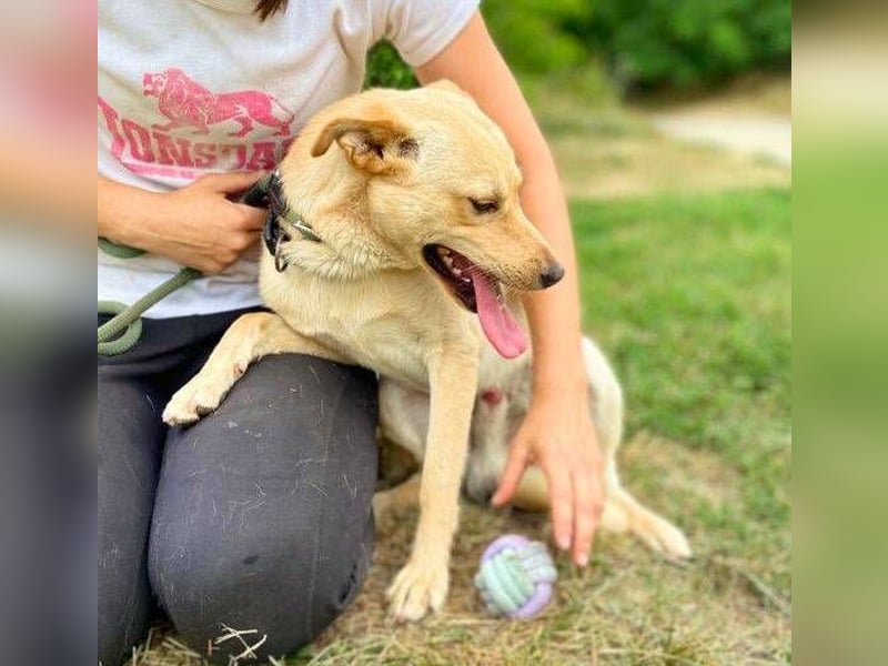 SHELDON ,verspielter , freundlicher Hundejunge