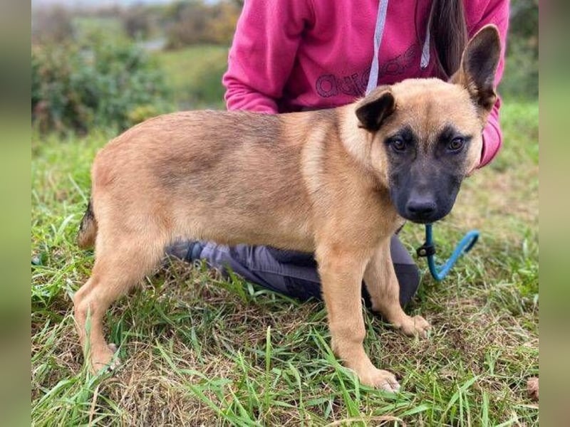 XARO süßer Hundejung sucht sein Zuhause