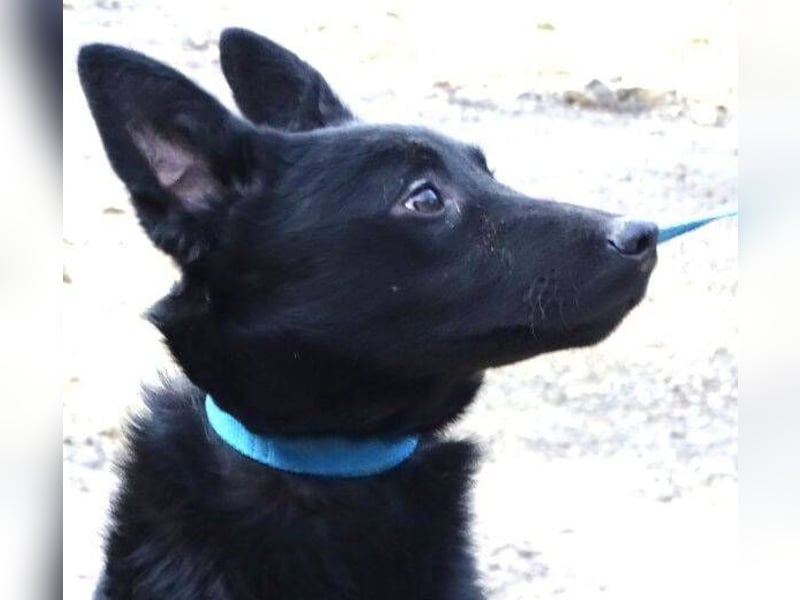 PETRA - süßes Spitzöhrchen