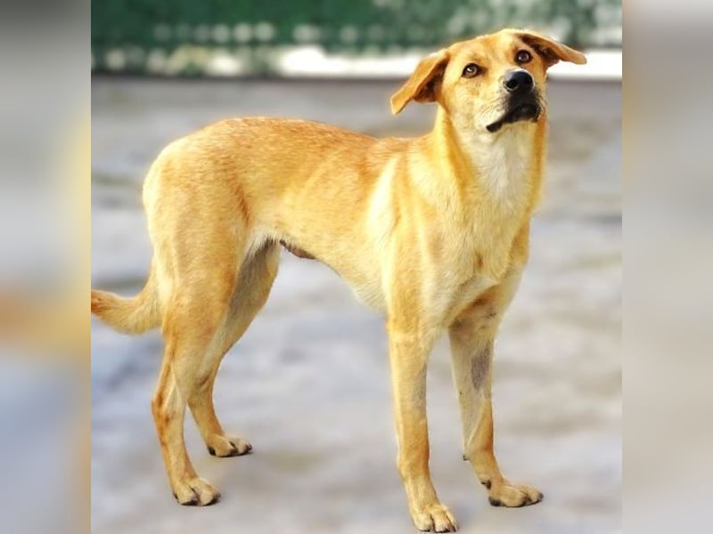 LIA ist dem Tod knapp entkommen