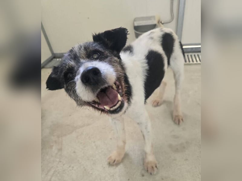 RICKY 2 sucht Ruhesitz