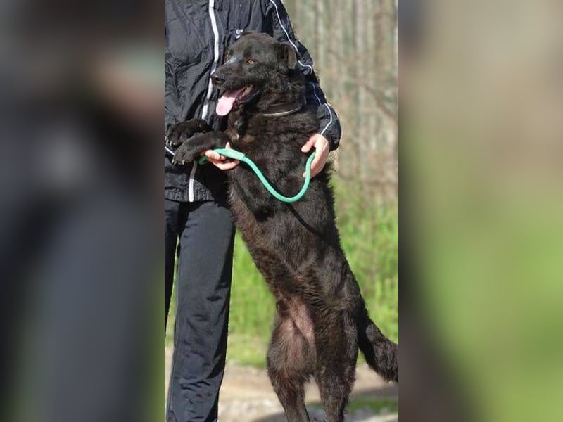 LUKA wünscht sich sehnlichst ein Zuhause