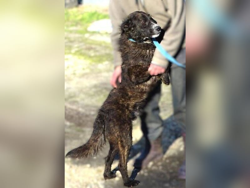 JIMMY ist liebenswert und freundlich